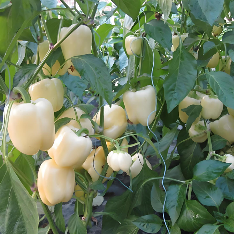 Sweet, Colorful Peppers: Plant the Seeds of Flavor