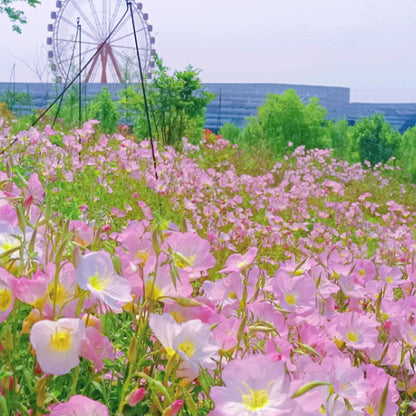 EVENING PRIMROSE SEEDS