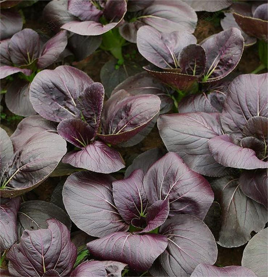 Purple Rape Brassica Seeds