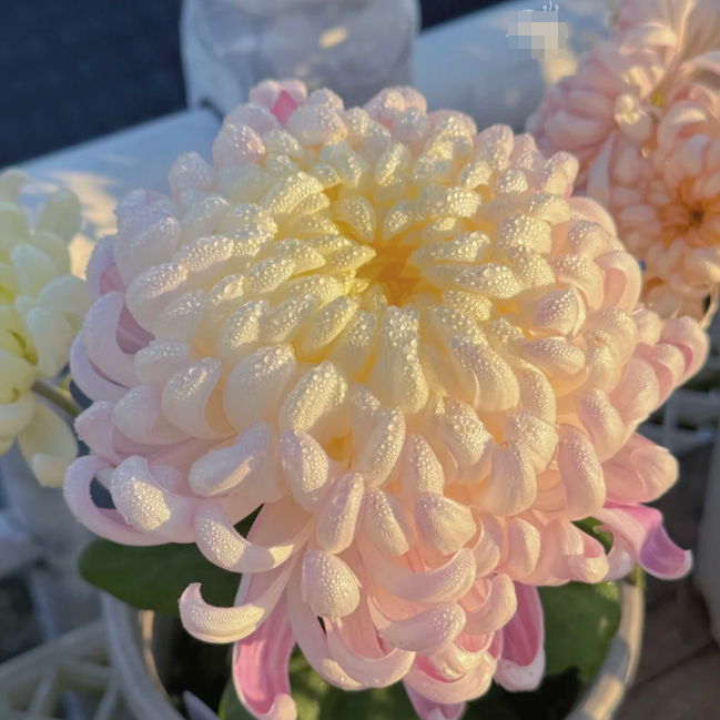 Large Double Chrysanthemum Seeds!