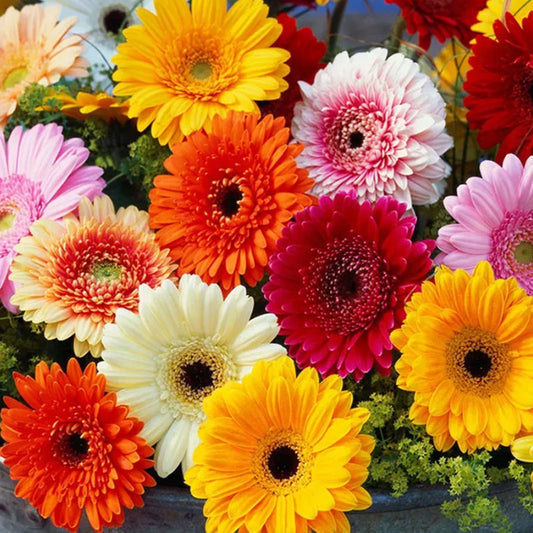 GERBERA FLOWER SEEDS