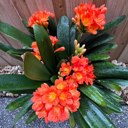 💡 Clivia miniata Flower Seeds