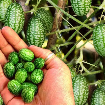 Thumb Watermelon Seeds 🍉
