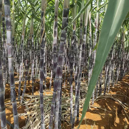 🌱 Grow Your Own Sugarcane – High Germination Seeds ✨ for Easy Home Gardens 🌿!