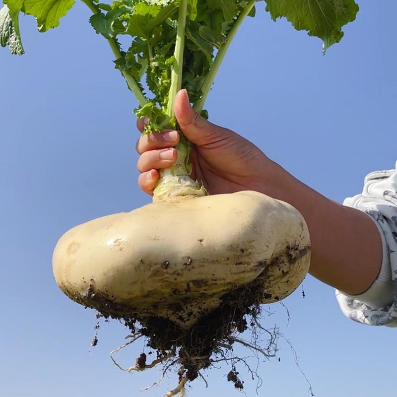 200 Seeds (50% OFF🔥Recommend)