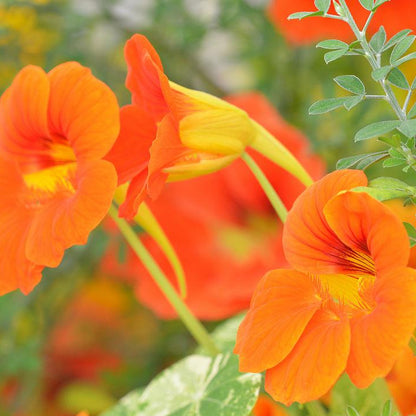 NASTURTIUM SEEDS