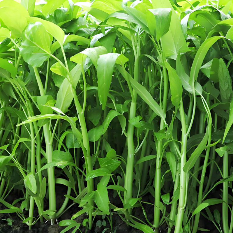WILLOW-LEAF WATER SPINACH SEEDS
