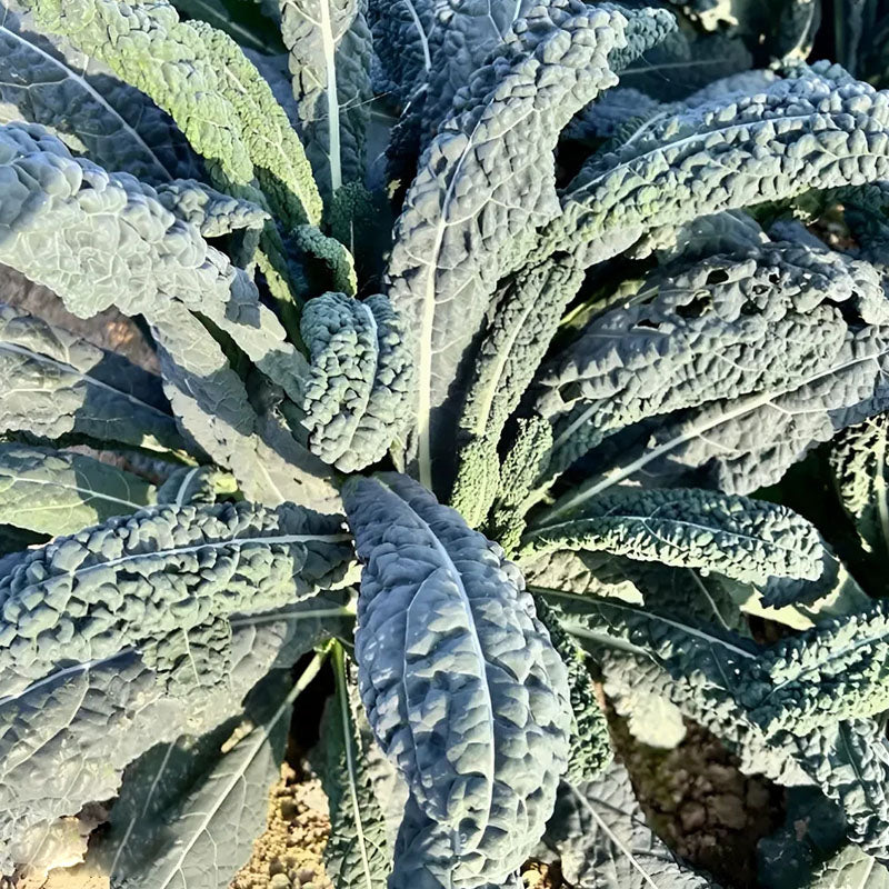 🌿FRIZZY-LEAF VEGETABLE SEEDS