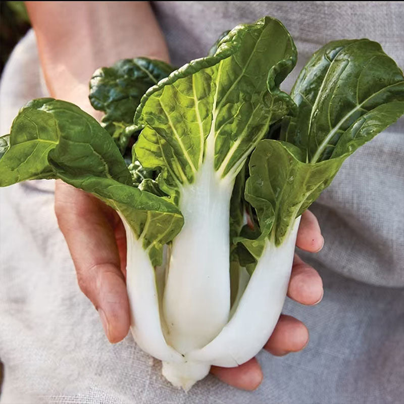 ALPINE BOK CHOY SEEDS
