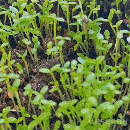 🔥Climbing Rose Seeds🌺