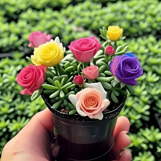 Double-flowered Rose Orchid Bulbs-Cold-resistant and fragrant