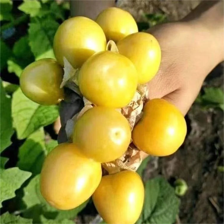 Creamy Maiden Fruit Seeds