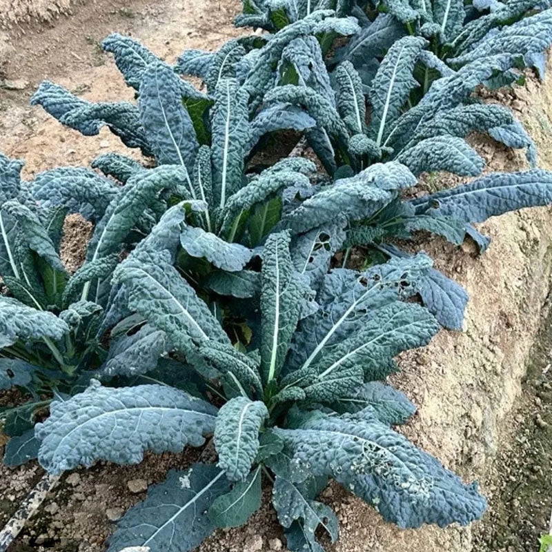 🌿FRIZZY-LEAF VEGETABLE SEEDS