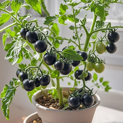 Small tomatoes with big personalities 🌈 Black • Gold • Blush varieties