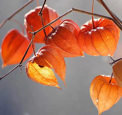 🎉65% OFF💥🔥Lantern Cherry Seeds🍓🍒Winter Ground Cherry-Strawberry Ground Cherry