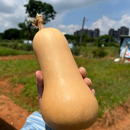 SWEET CREAM PUMPKIN SEEDS