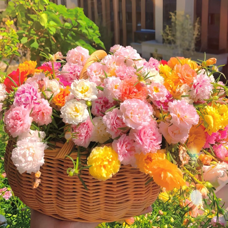 🌞 Bring Sunshine to Your Garden with Sunburst Moss Rose Seeds