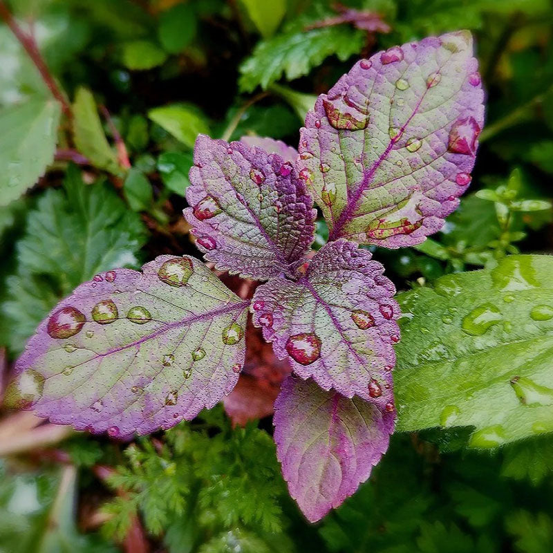 🔥500 Seeds (20% OFF)