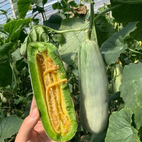 Yangjiaomi Sweet Melon Seeds