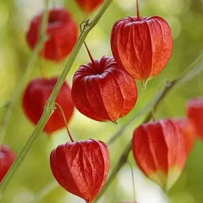 Creamy Maiden Fruit Seeds