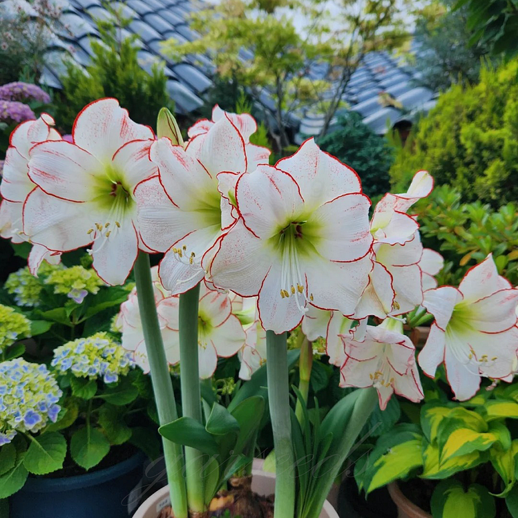 🌼Double-Petaled Perfume Amaryllis Bulbs