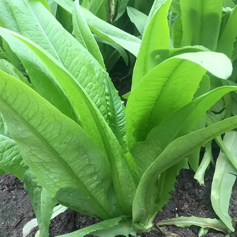 ROMAINE LETTUCE SEEDS