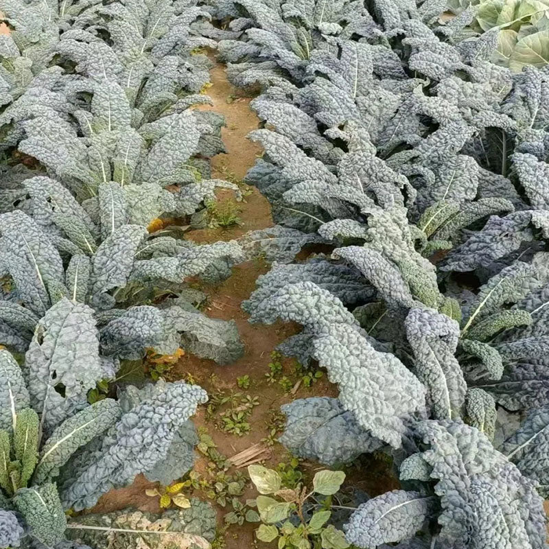 🌿FRIZZY-LEAF VEGETABLE SEEDS