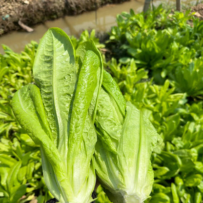 ROMAINE LETTUCE SEEDS
