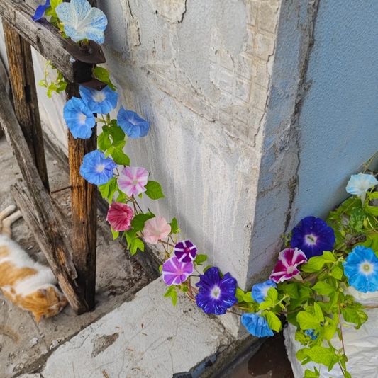 🌺 Awaken Your Garden – Morning Glory Magic(flower seeds)