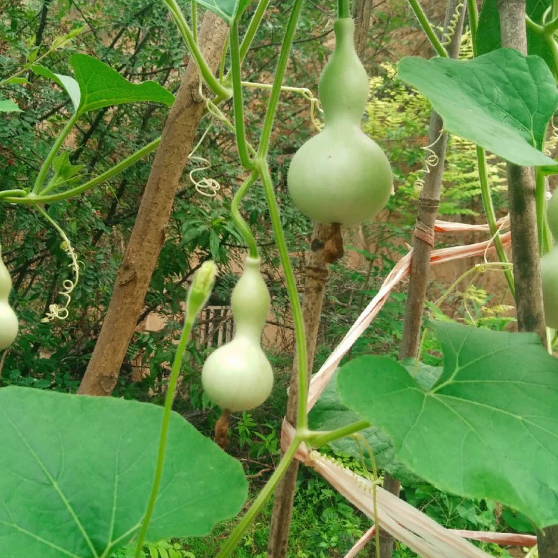 Small gourd seeds