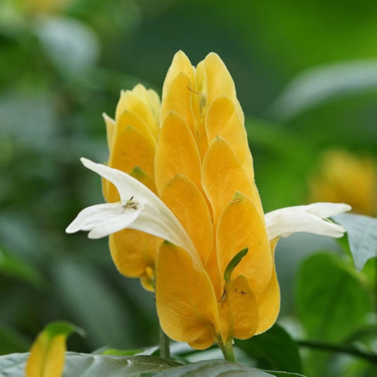 GOLDEN SHRIMP PLANT SEEDS