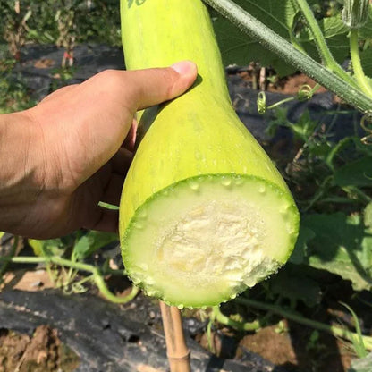 🥒MEAT LOFOAH SEEDS