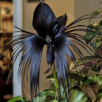 Black Bat Flower 🦇