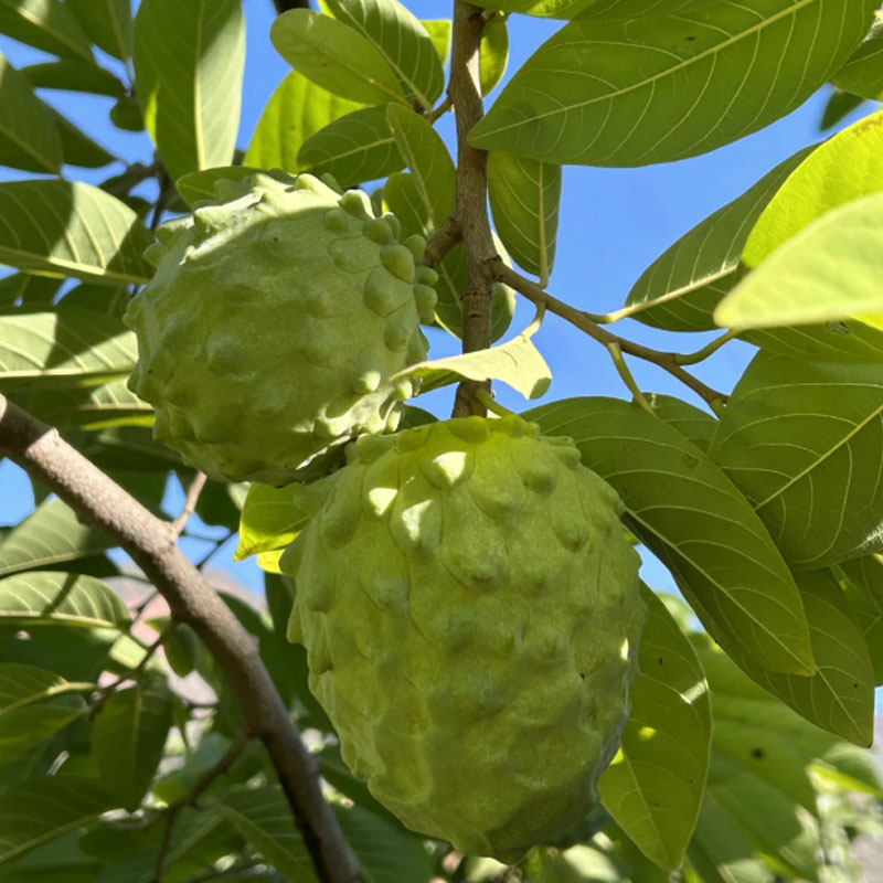 SUGAR APPLE  SEEDS