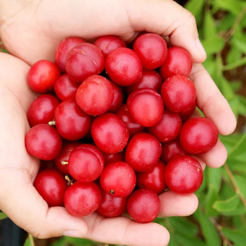 🍒DWARF CHERRY🌿PRUNUS HUMILIS SEEDS