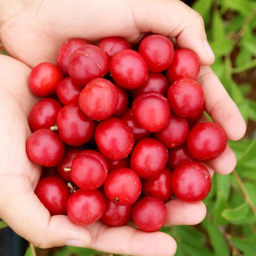 🍒DWARF CHERRY🌿PRUNUS HUMILIS SEEDS