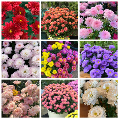 CANDY CHRYSANTHEMUM SEEDS