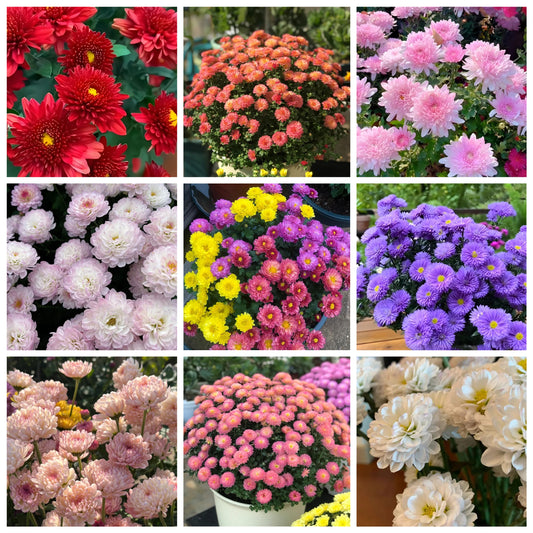 CANDY CHRYSANTHEMUM SEEDS