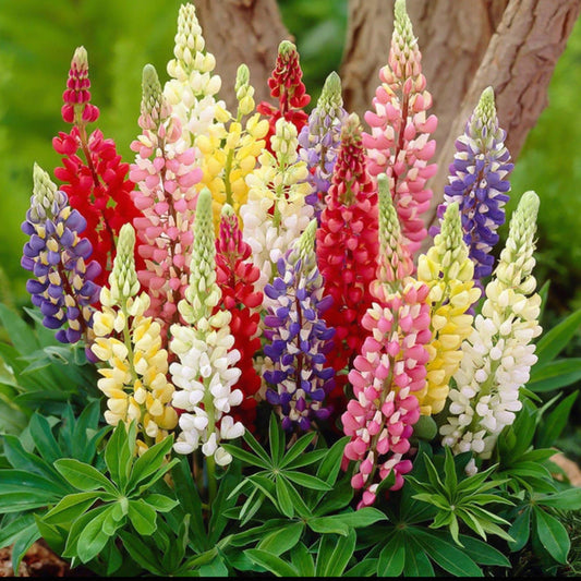 LUPINE FLOWER SEEDS