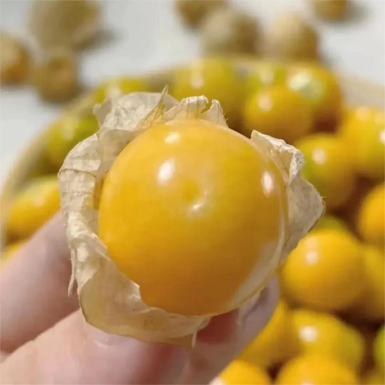 Creamy Maiden Fruit Seeds