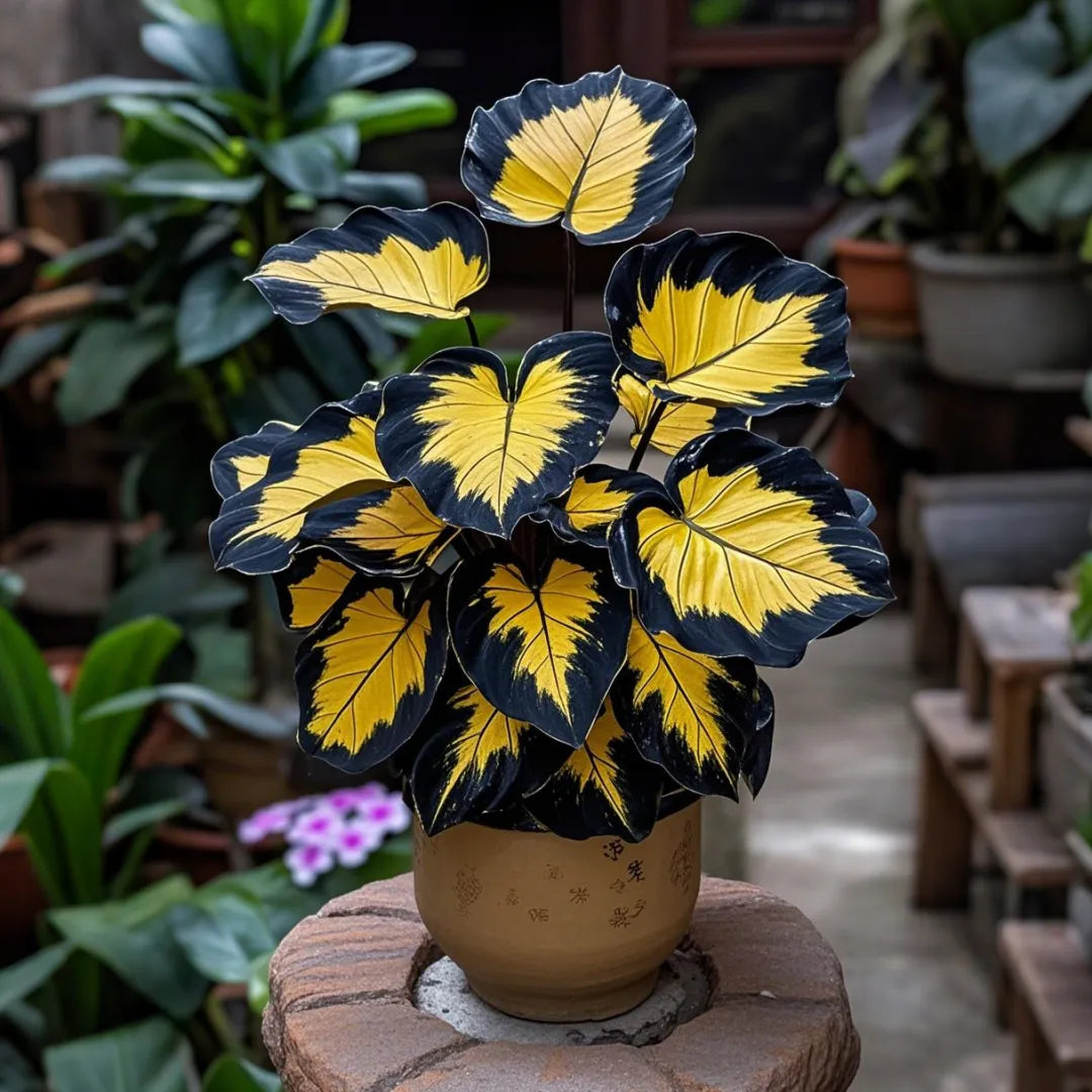 Midnight meteorite hosta Bulbs 🍃