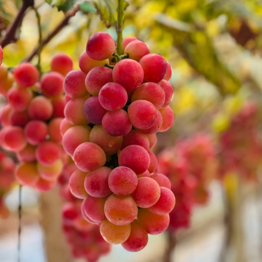 Queen Nina Grape seeds – A Royal Taste Experience🍇