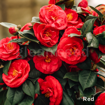 Camellia Flower Seeds – 8 Romantic Colors, Winter Blooming Beauty