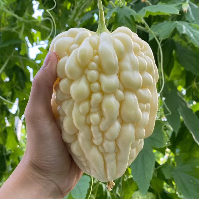 🌞The Latest Non-GMO Variety: Apple Bitter Melon — Nutrition and Flavor