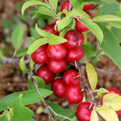 🍒DWARF CHERRY🌿PRUNUS HUMILIS SEEDS