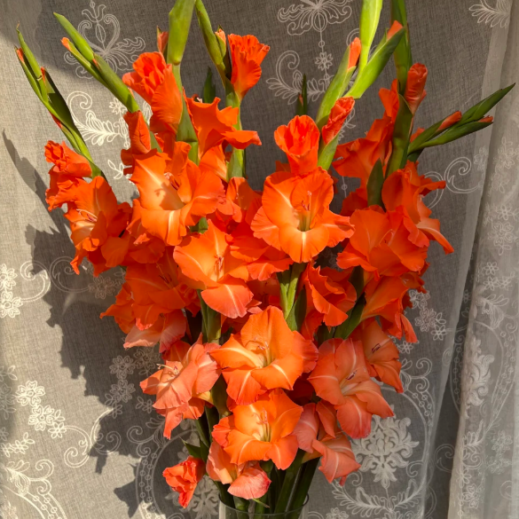 💐 Easy to Grow, Stunning to See — Gladiolus Bulbs
