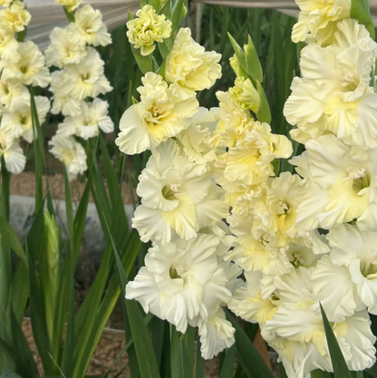💐 Easy to Grow, Stunning to See — Gladiolus Bulbs