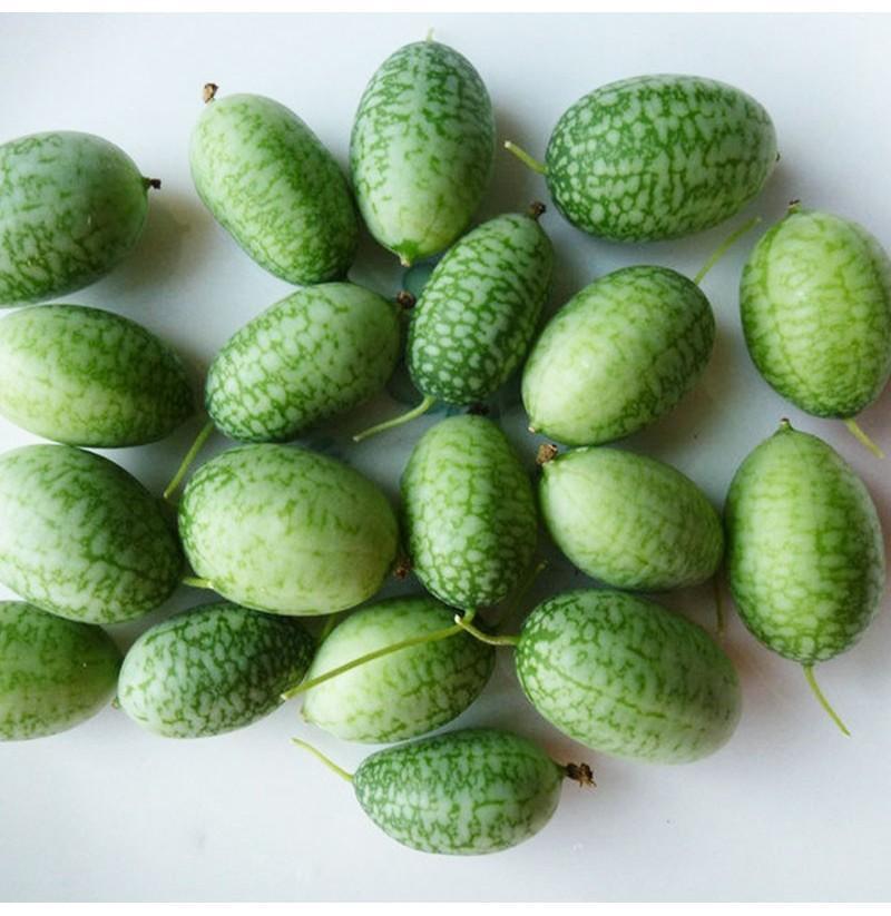 RARE SEEDS THUMB WATERMELON SEEDS