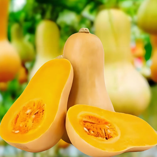 SWEET CREAM PUMPKIN SEEDS