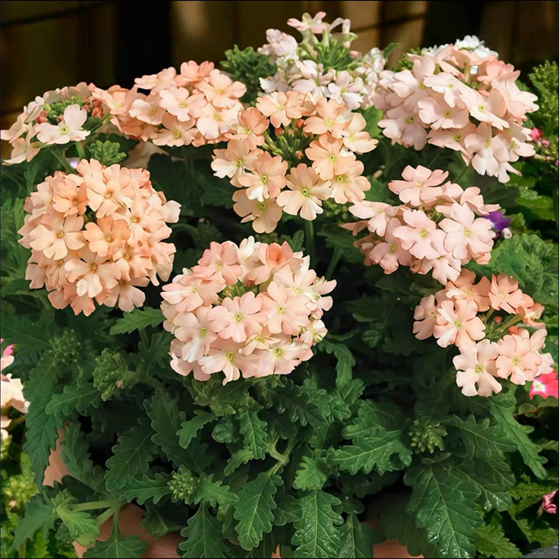 Potted flower seeds-Verbena seeds Four seasons sowing landscape flower sea potted flowers